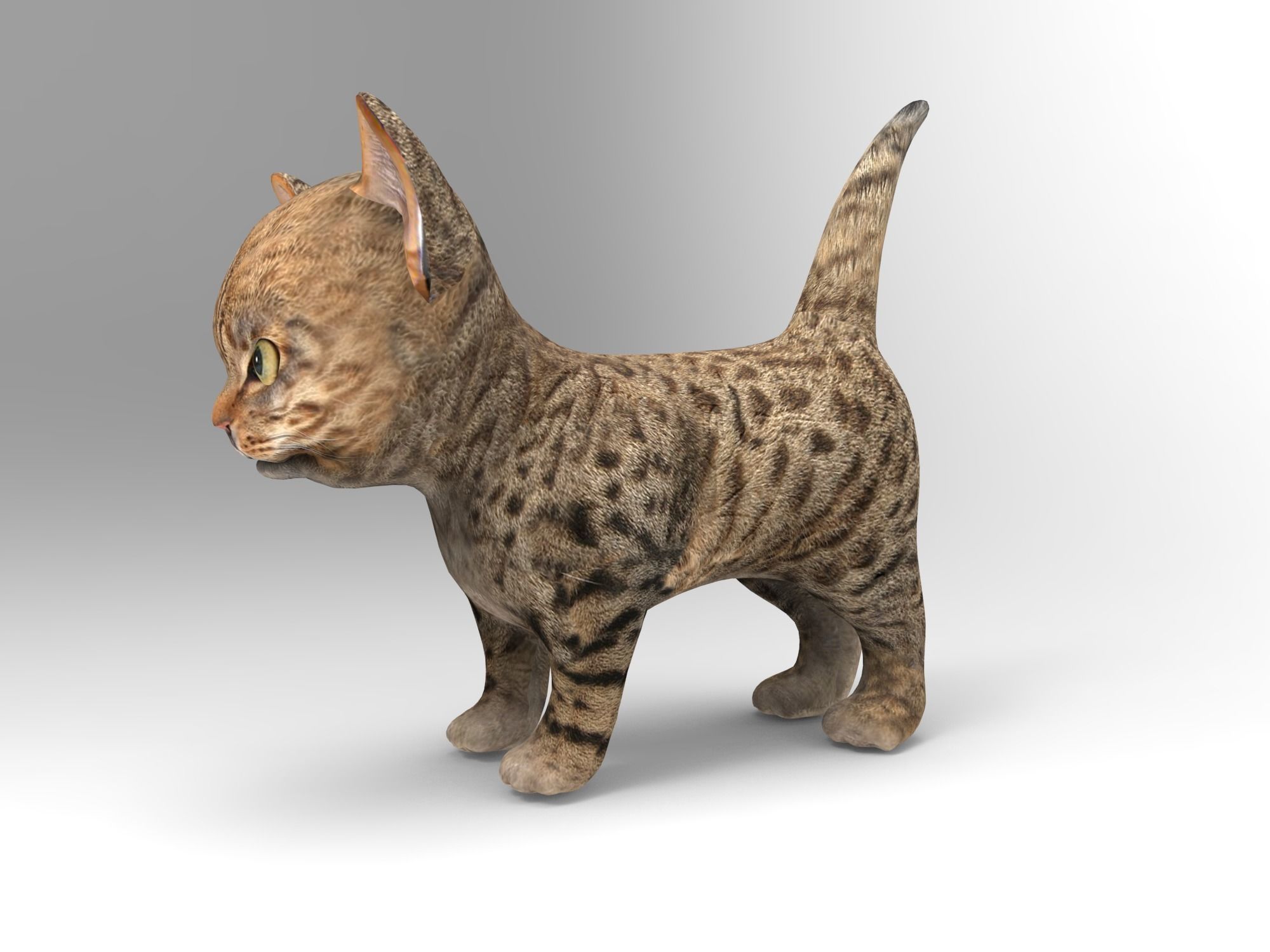 Wild  Cute cartoon Cat Rigged 3D  Low-poly 3D model_8