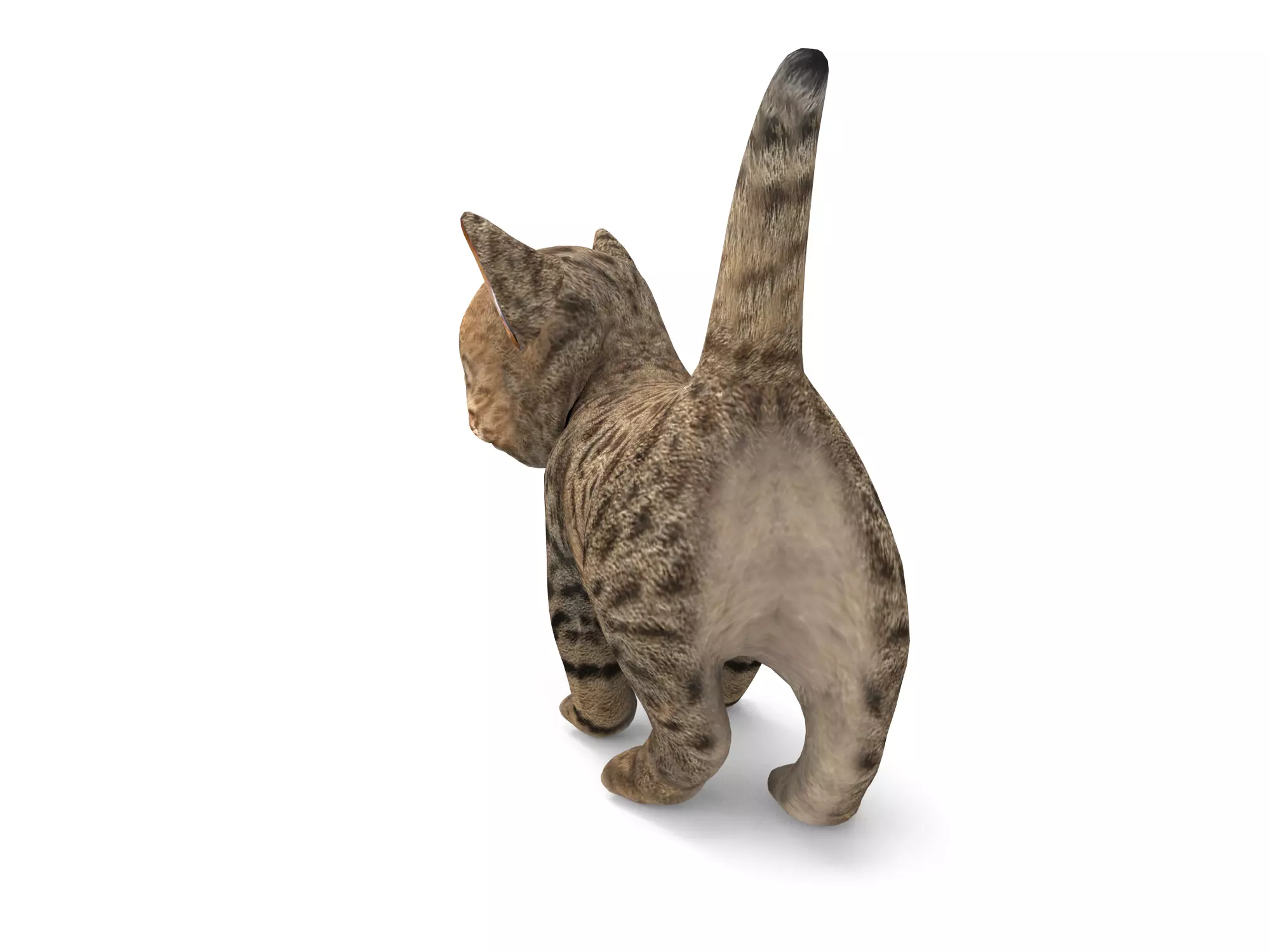 Wild  Cute cartoon Cat Rigged 3D  Low-poly 3D model_6