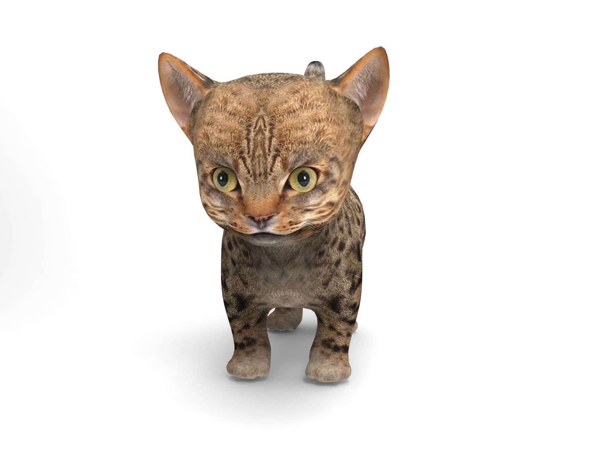 Wild  Cute cartoon Cat Rigged 3D  Low-poly 3D model_9