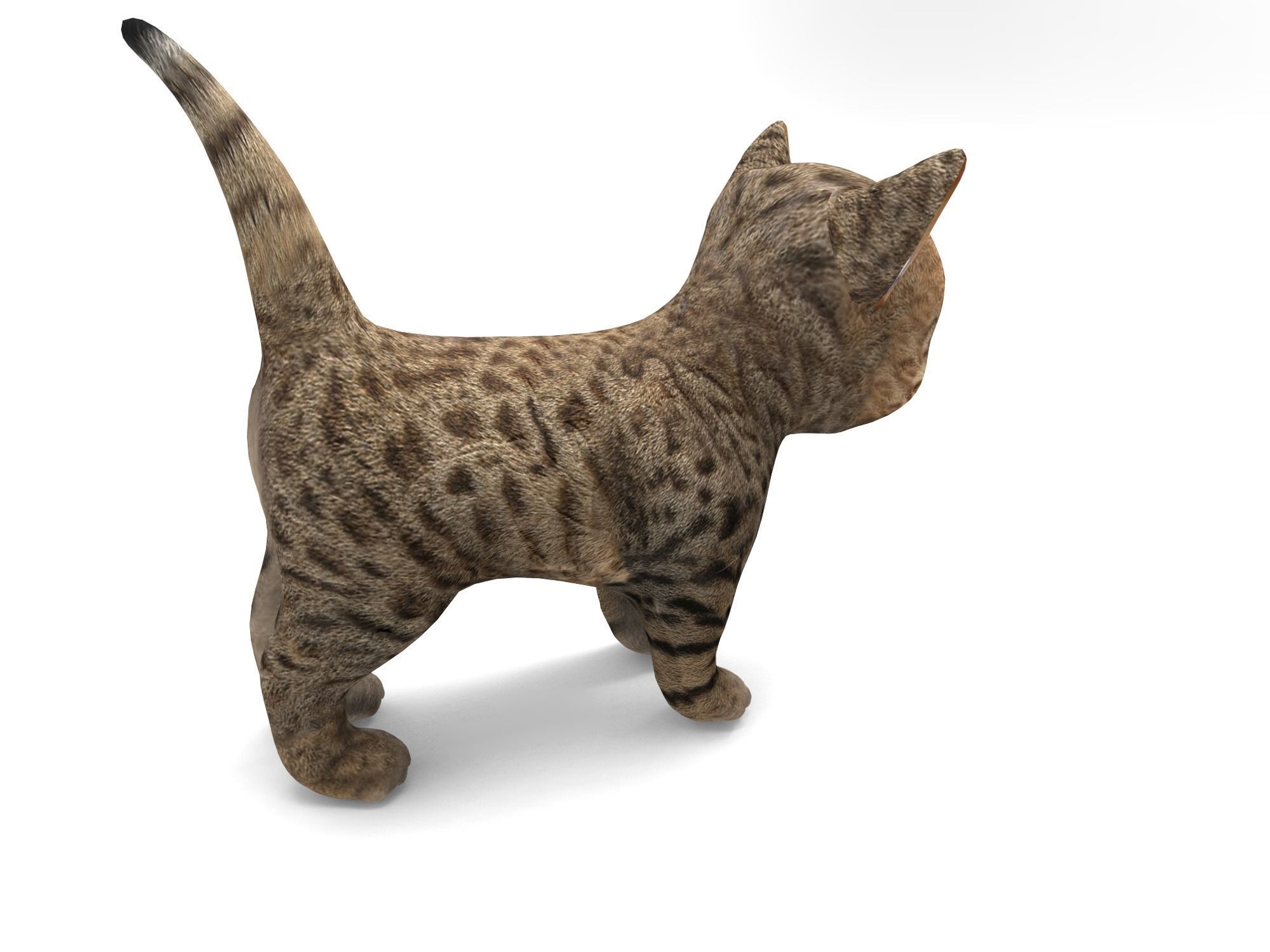 Wild  Cute cartoon Cat Rigged 3D  Low-poly 3D model_12