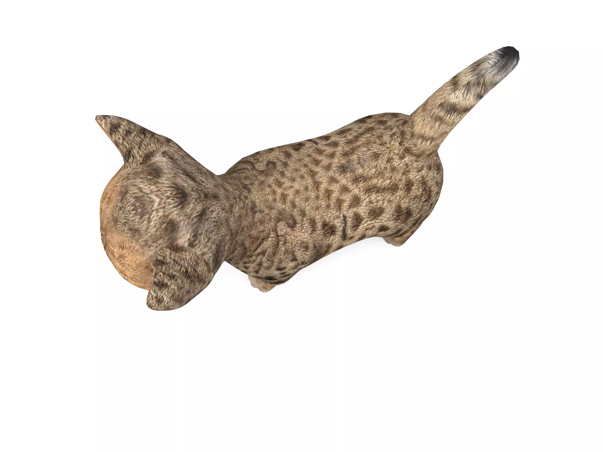 Wild  Cute cartoon Cat Rigged 3D  Low-poly 3D model_3