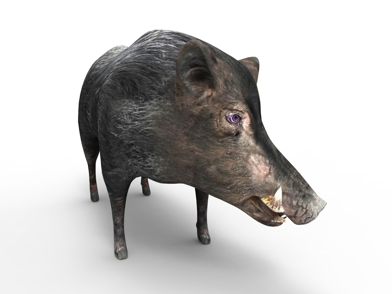 3D Black Wild Boar Rigged Low-poly 3D model_2