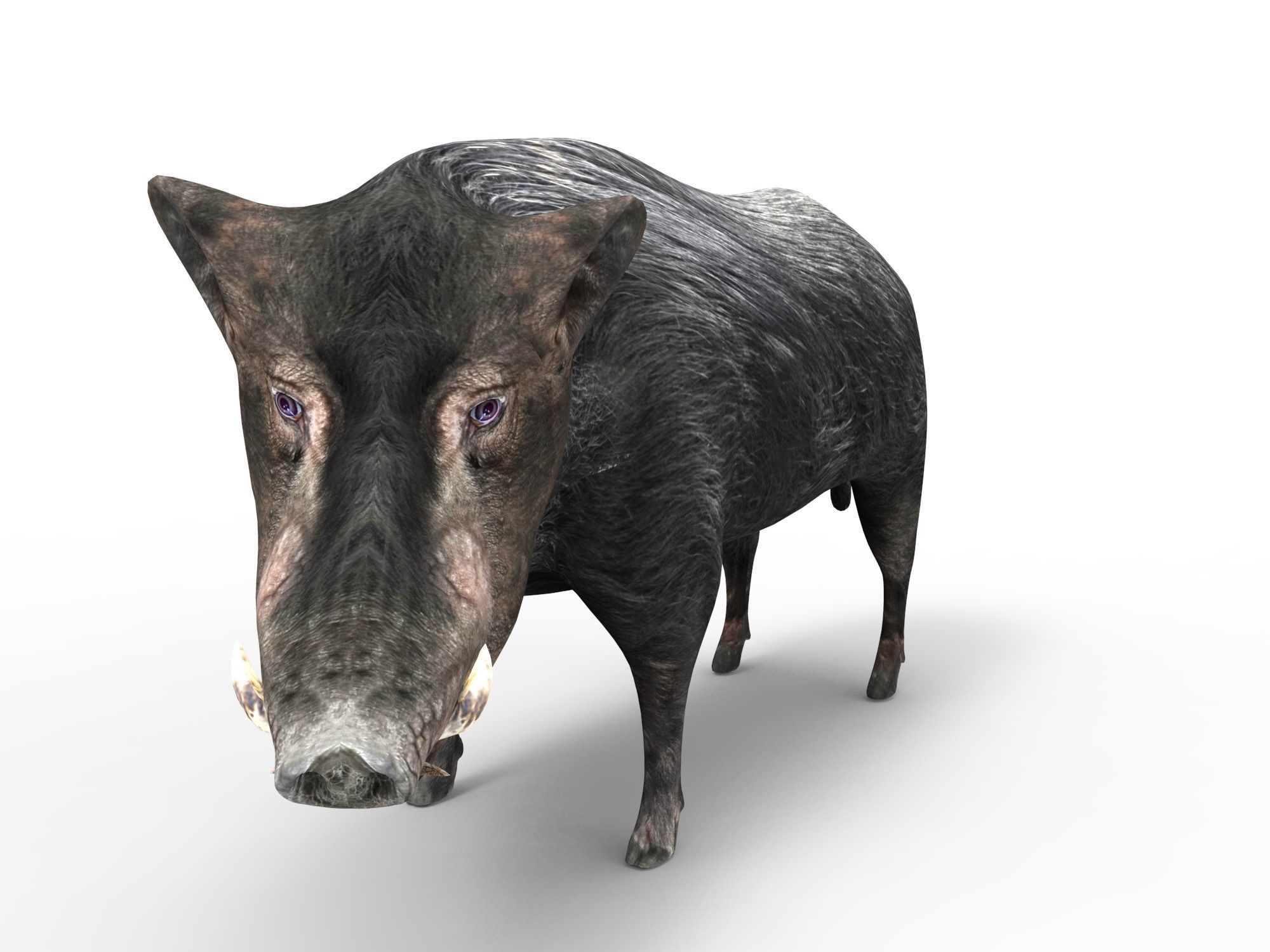 3D Black Wild Boar Rigged Low-poly 3D model_12