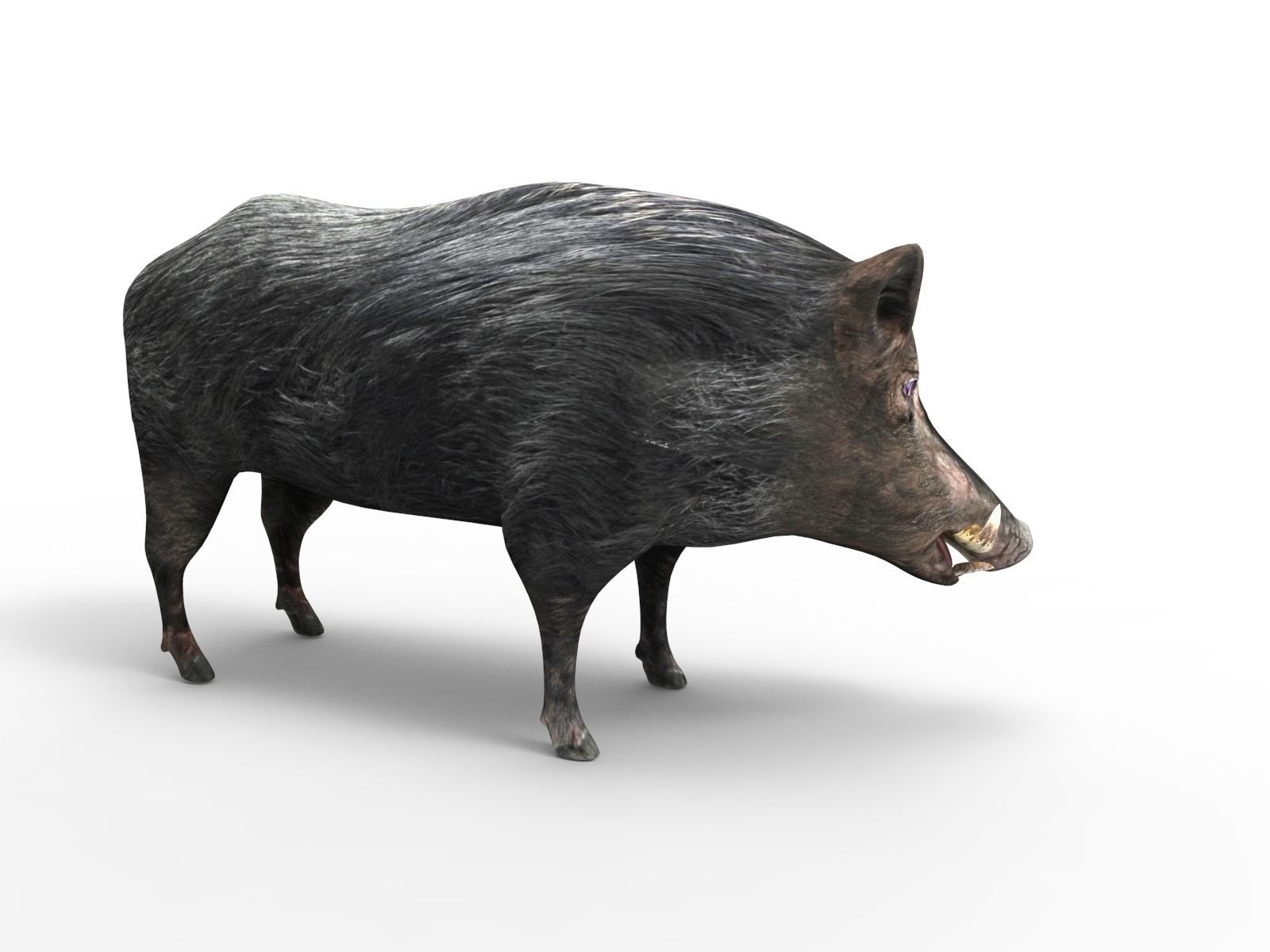 3D Black Wild Boar Rigged Low-poly 3D model_3