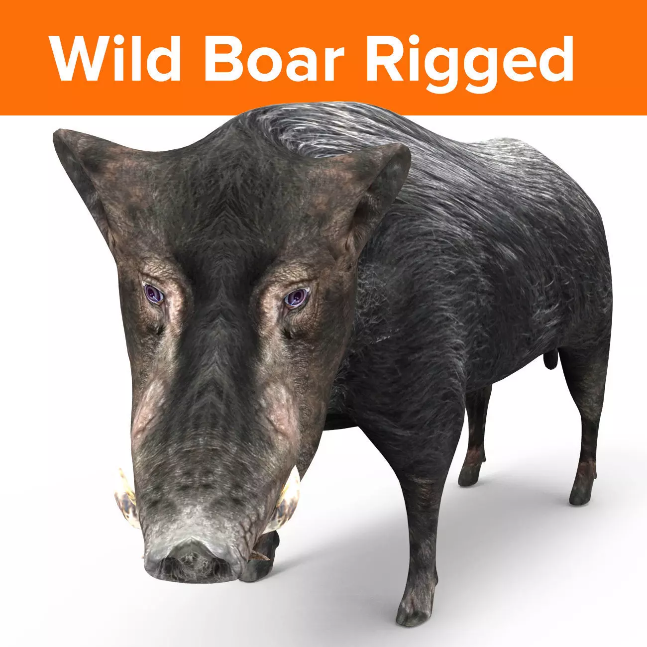 3D Black Wild Boar Rigged Low-poly 3D model_0