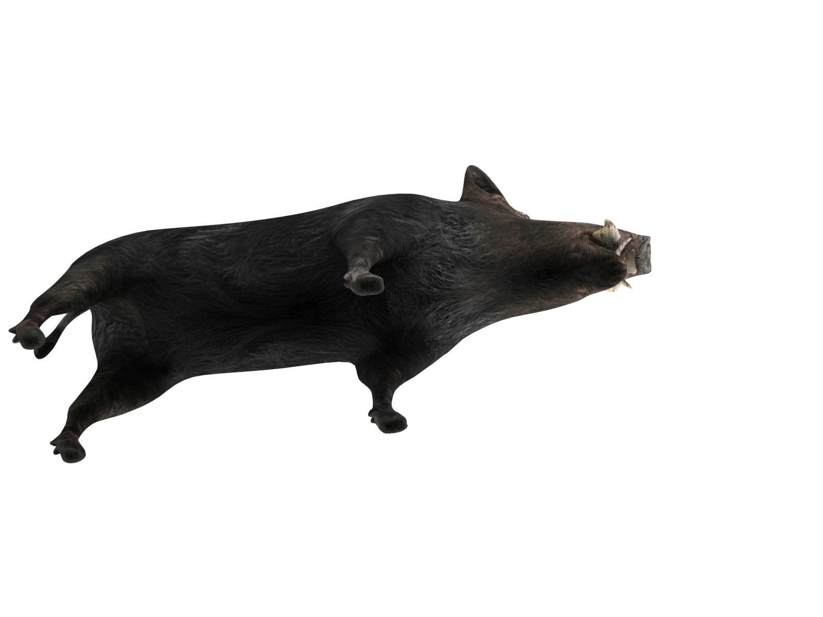 3D Black Wild Boar Rigged Low-poly 3D model_9