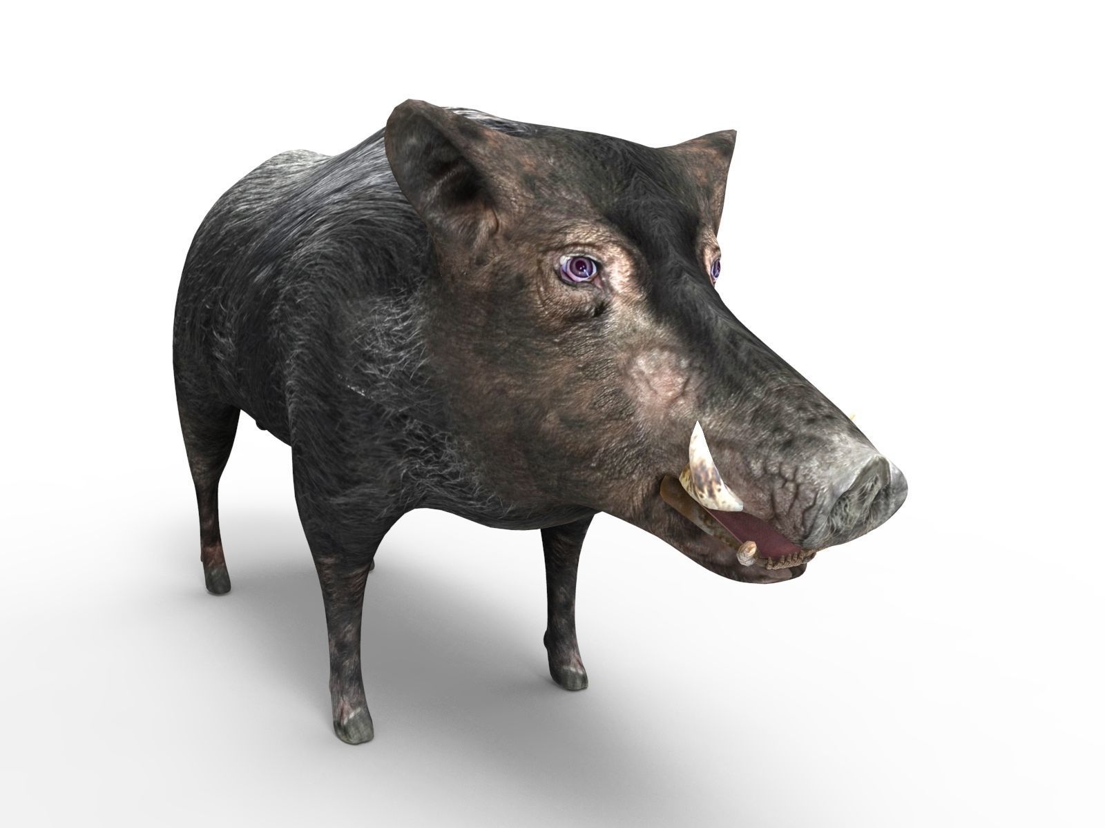 3D Black Wild Boar Rigged Low-poly 3D model_13