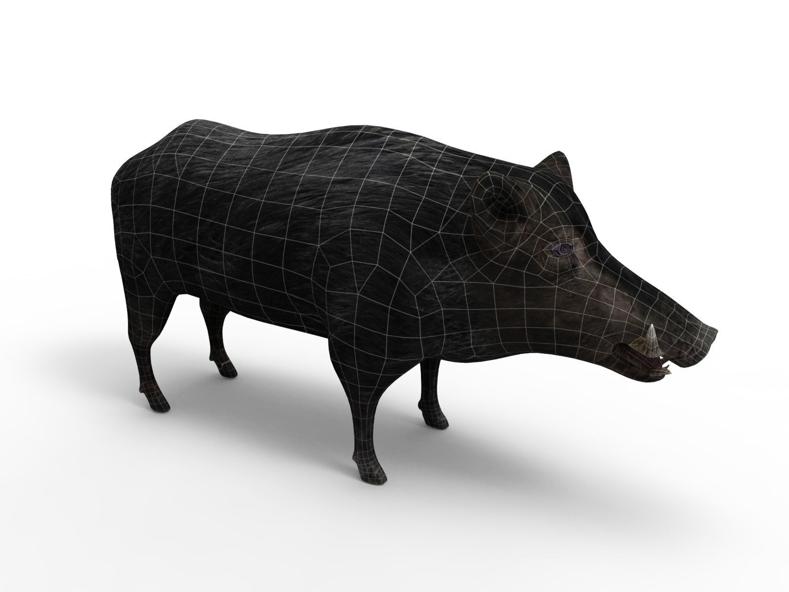 3D Black Wild Boar Rigged Low-poly 3D model_18