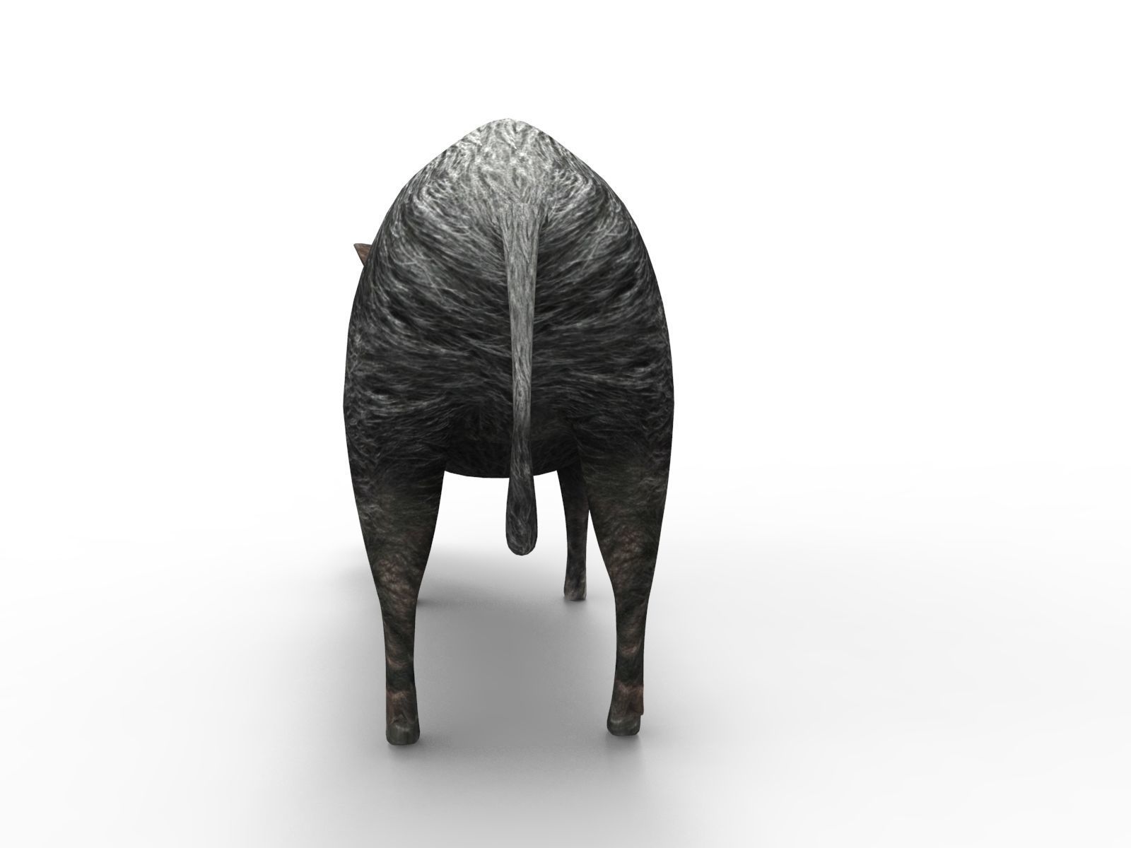 3D Black Wild Boar Rigged Low-poly 3D model_5