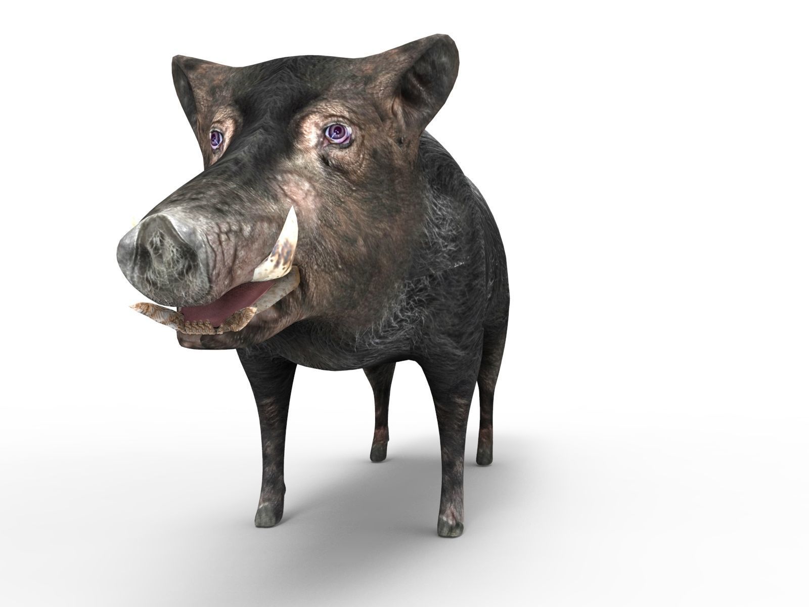 3D Black Wild Boar Rigged Low-poly 3D model_15