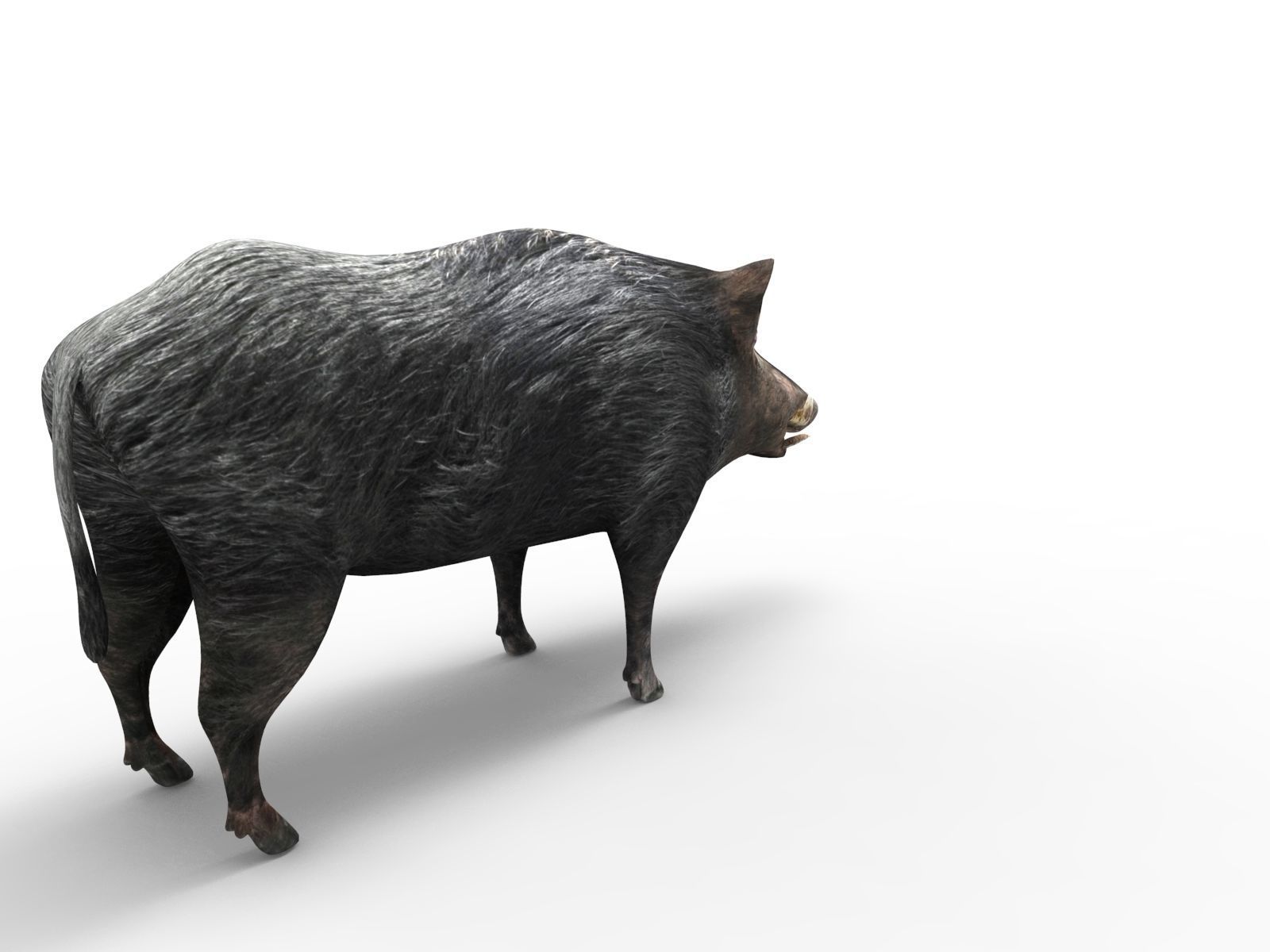 3D Black Wild Boar Rigged Low-poly 3D model_11