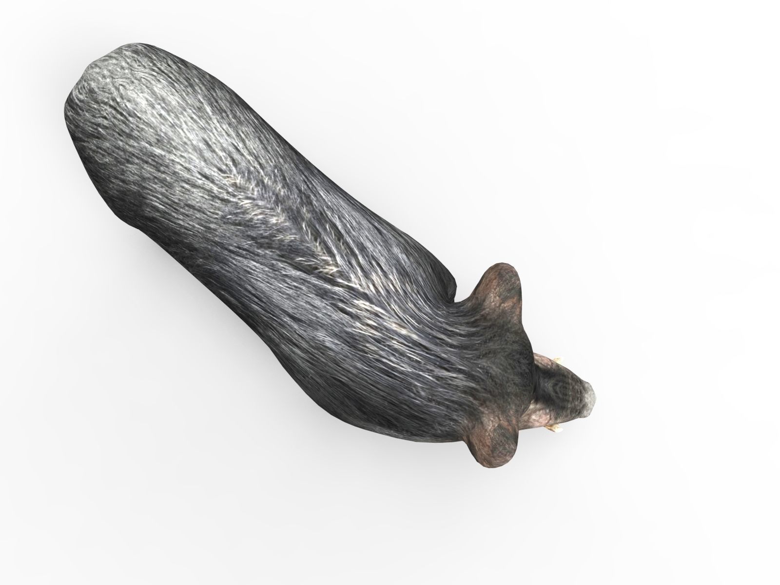 3D Black Wild Boar Rigged Low-poly 3D model_4