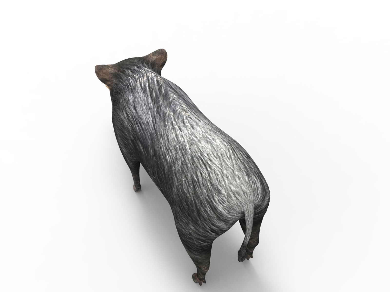3D Black Wild Boar Rigged Low-poly 3D model_10