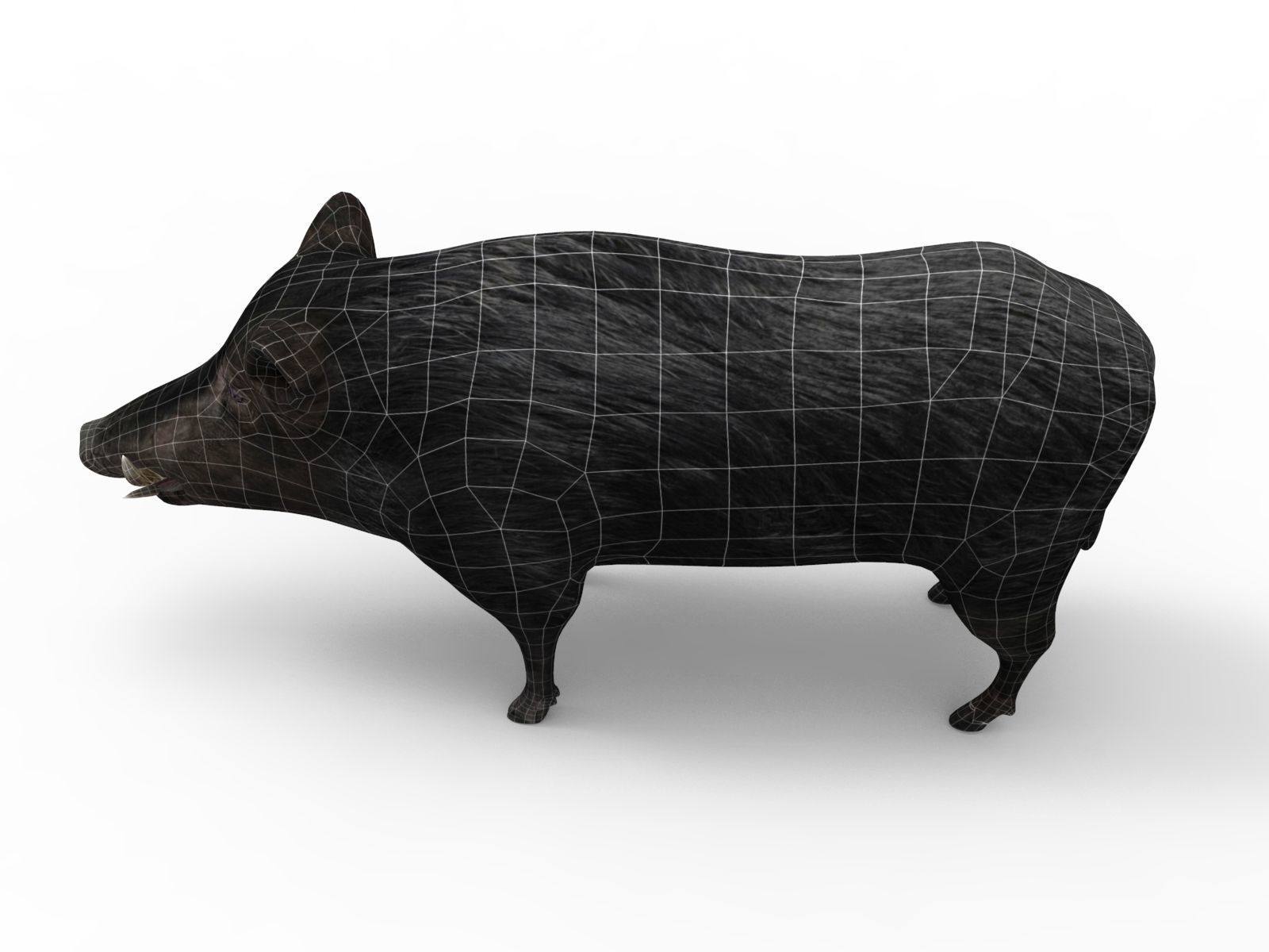 3D Black Wild Boar Rigged Low-poly 3D model_20
