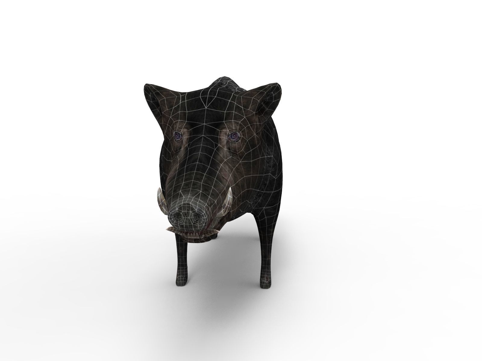 3D Black Wild Boar Rigged Low-poly 3D model_19