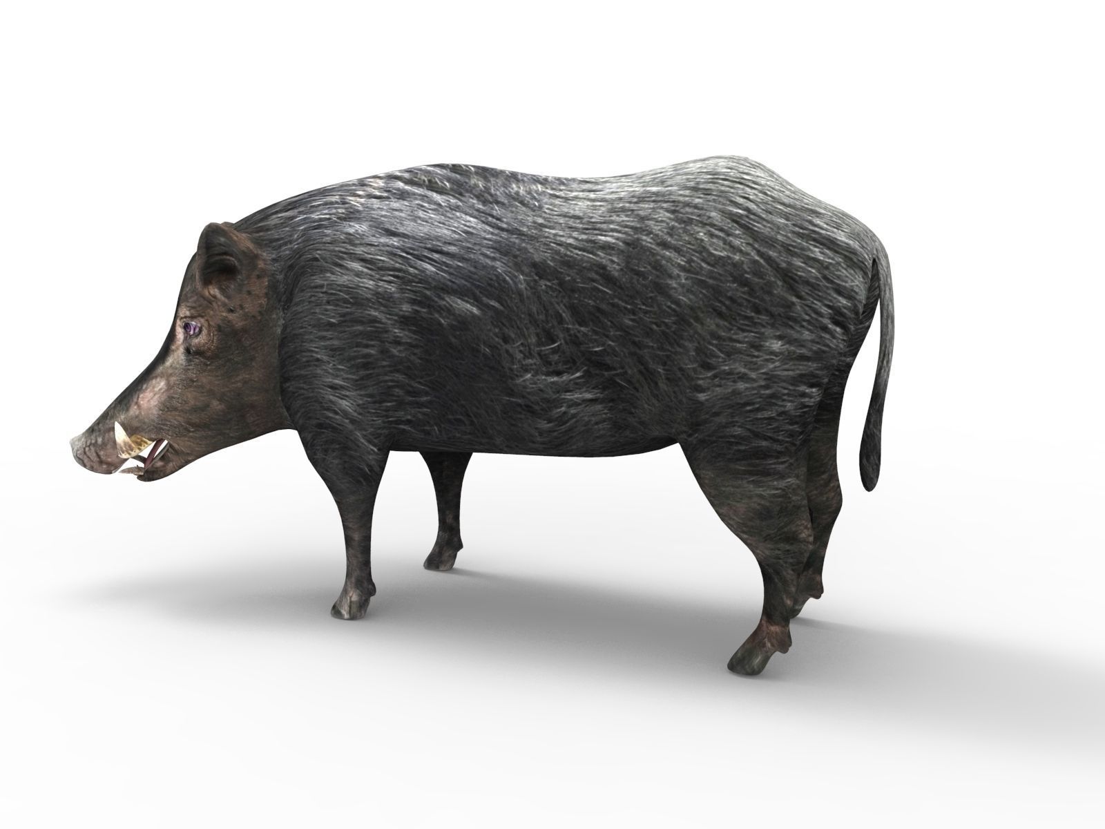 3D Black Wild Boar Rigged Low-poly 3D model_7