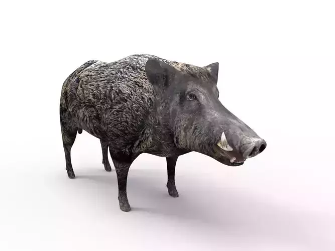 Wild Boar Rigged 3D