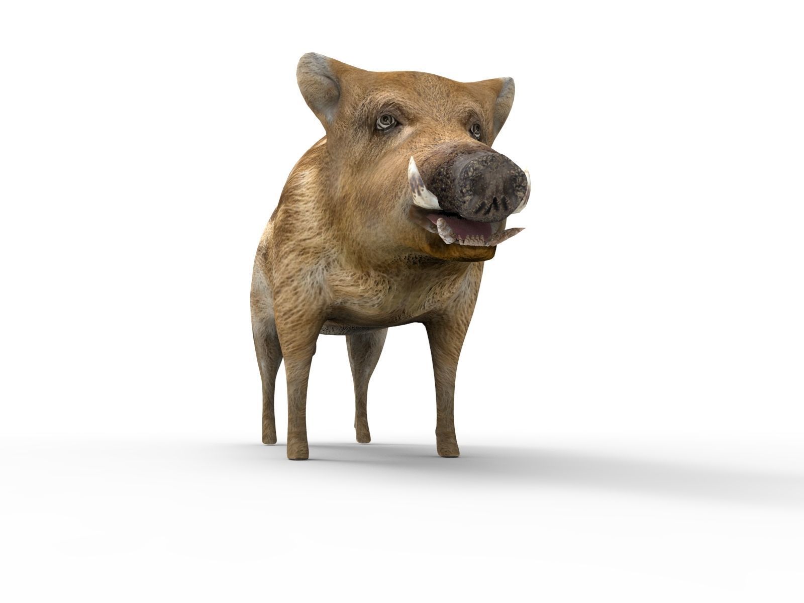 3D Boar Rigged 3D Models Low-poly 3D model_2