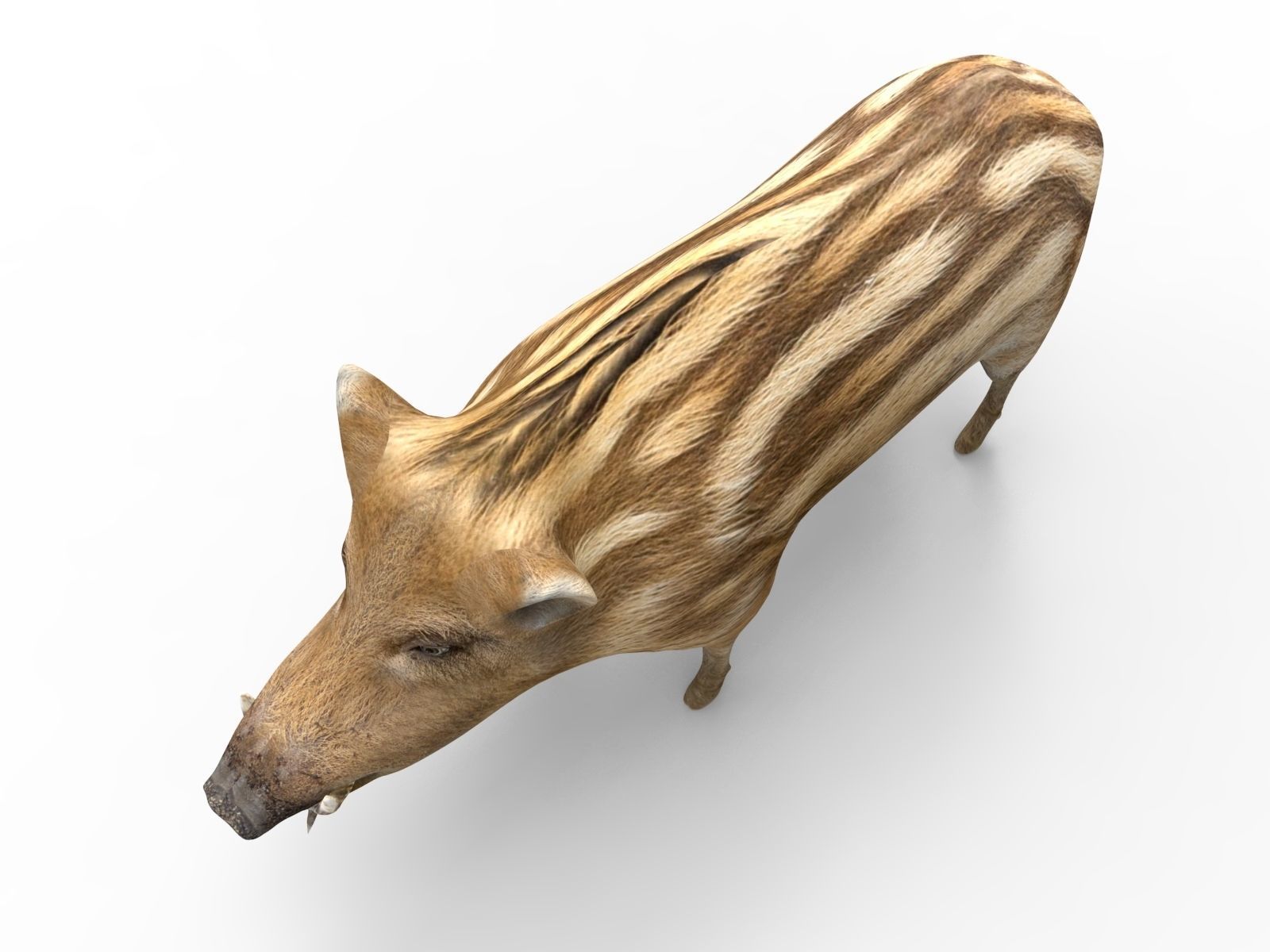 3D Boar Rigged 3D Models Low-poly 3D model_16