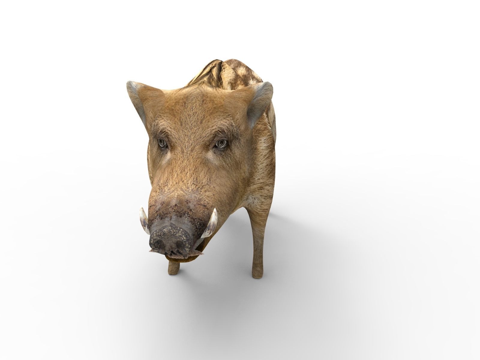 3D Boar Rigged 3D Models Low-poly 3D model_6