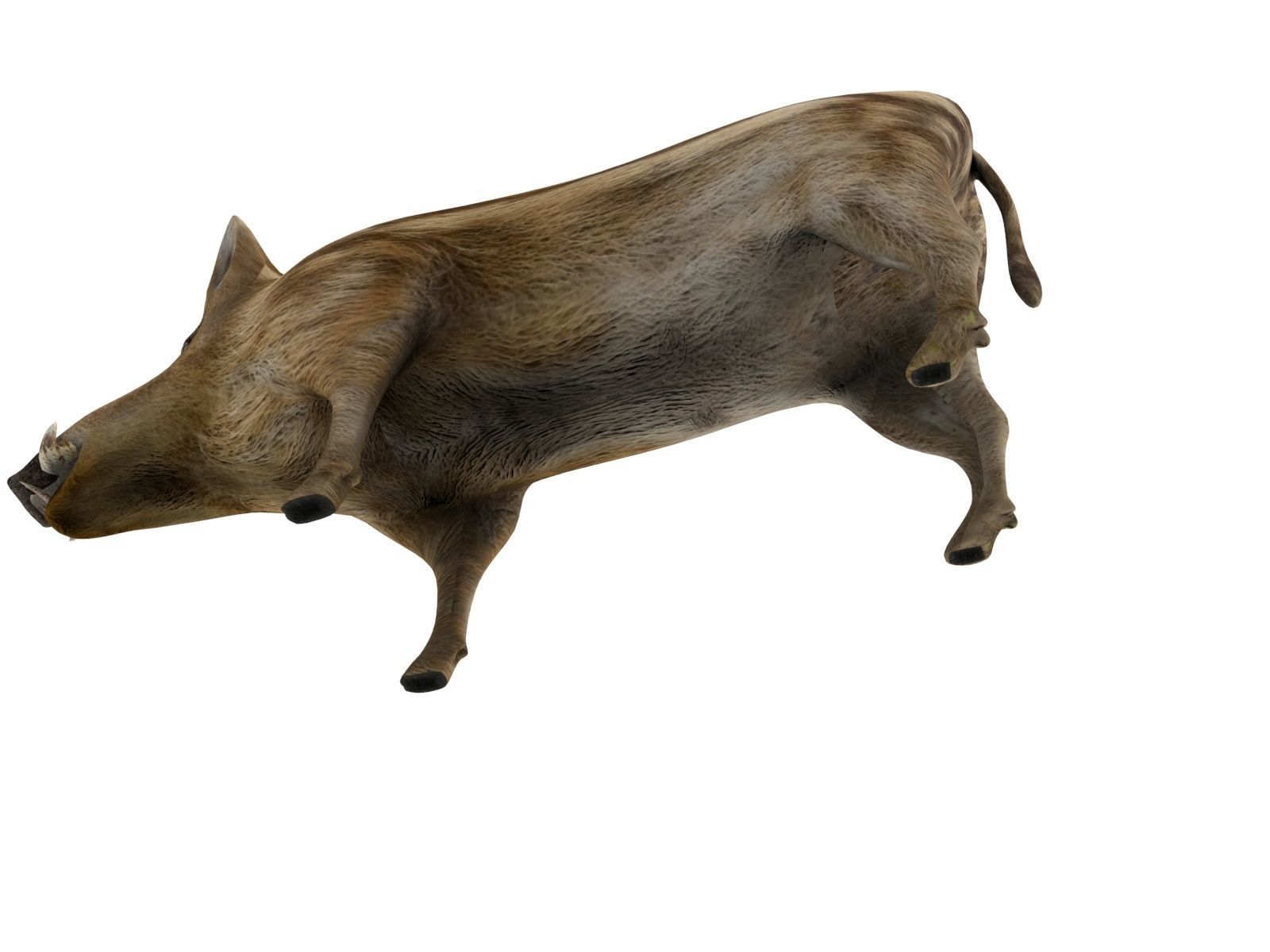 3D Boar Rigged 3D Models Low-poly 3D model_12
