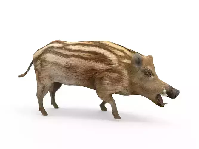 3D Boar Rigged 3D Models