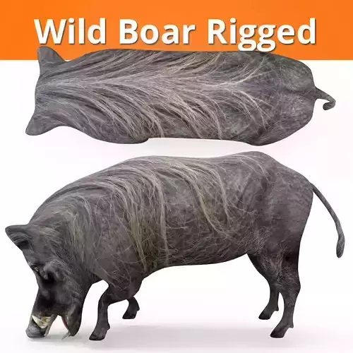 3D Boar Rigged 3D Models game ready