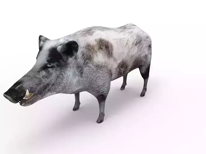 White Boar Rigged 3D Models