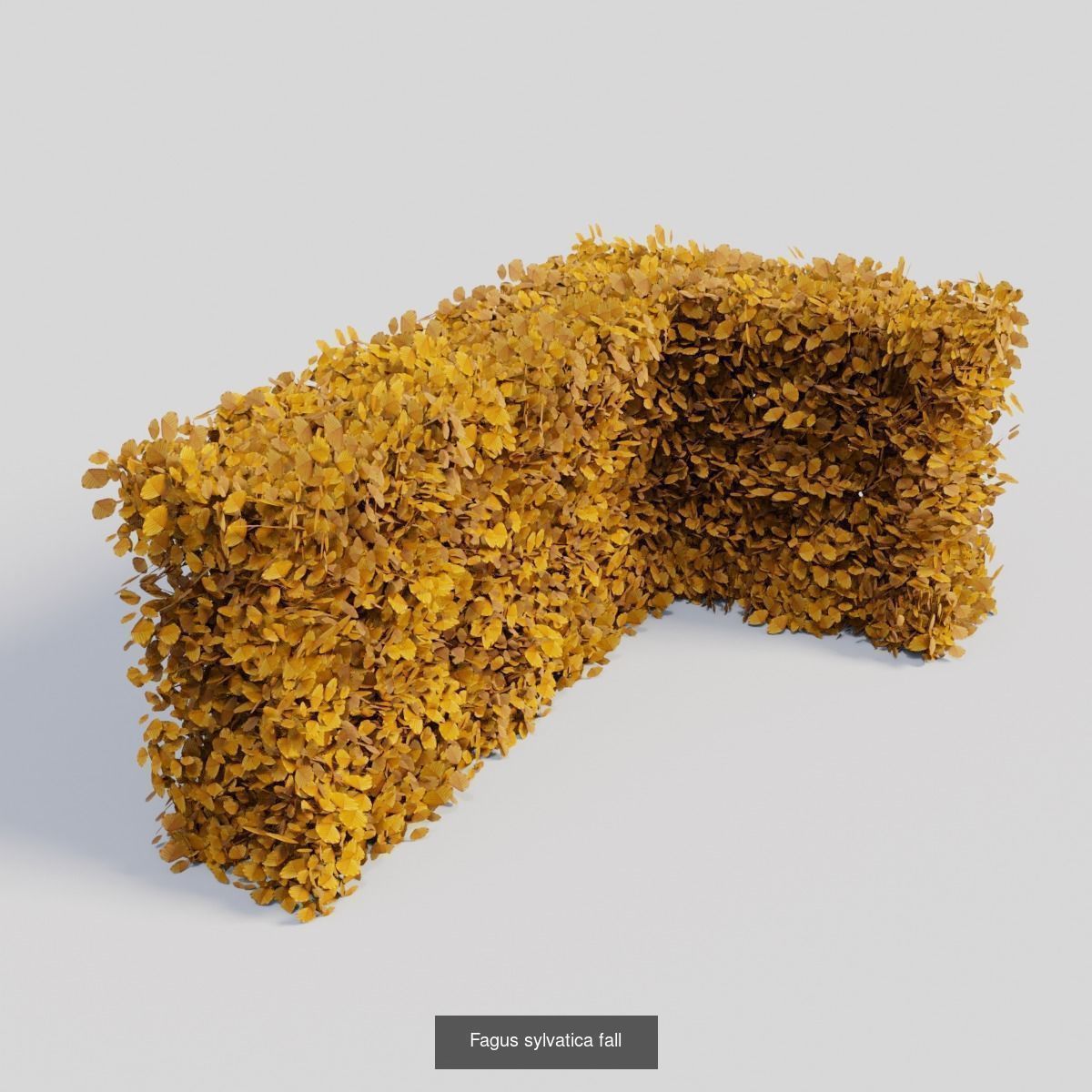 Fagus sylvatica hedges 3D Model Collection_2