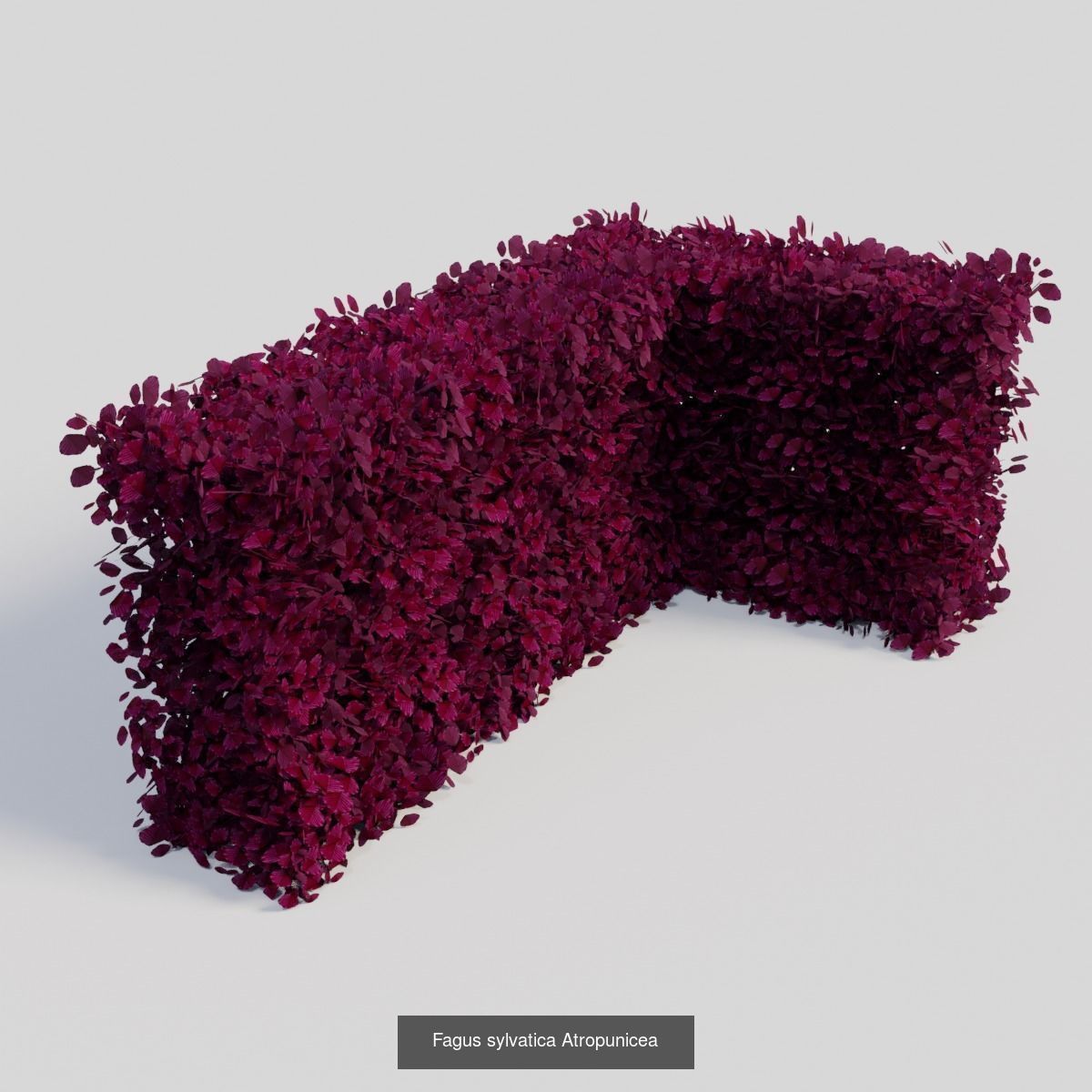 Fagus sylvatica hedges 3D Model Collection_3