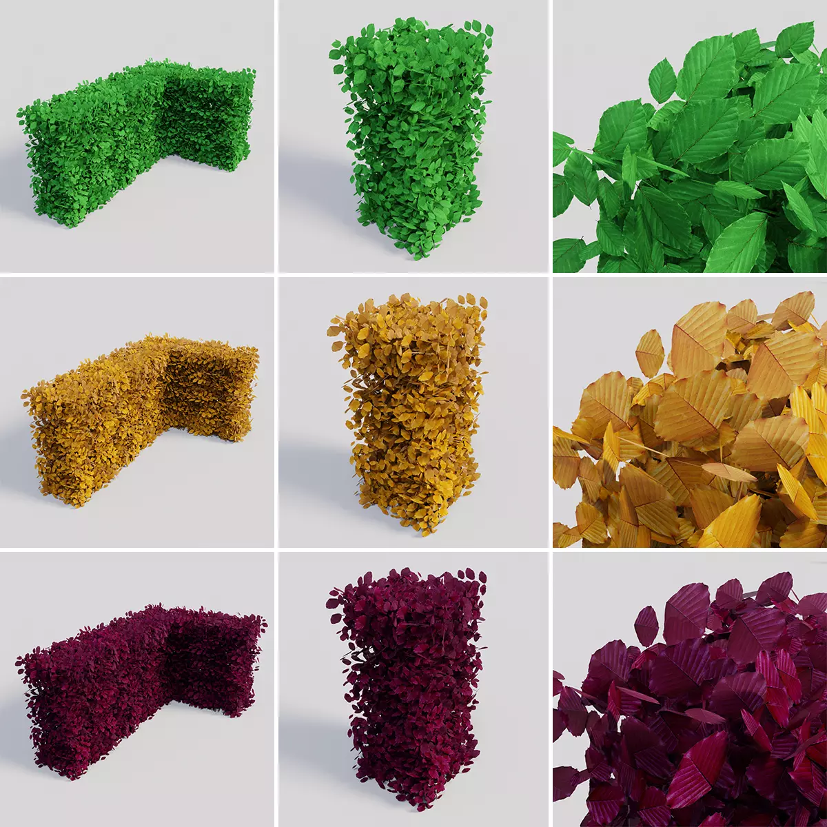 Fagus sylvatica hedges 3D Model Collection_0