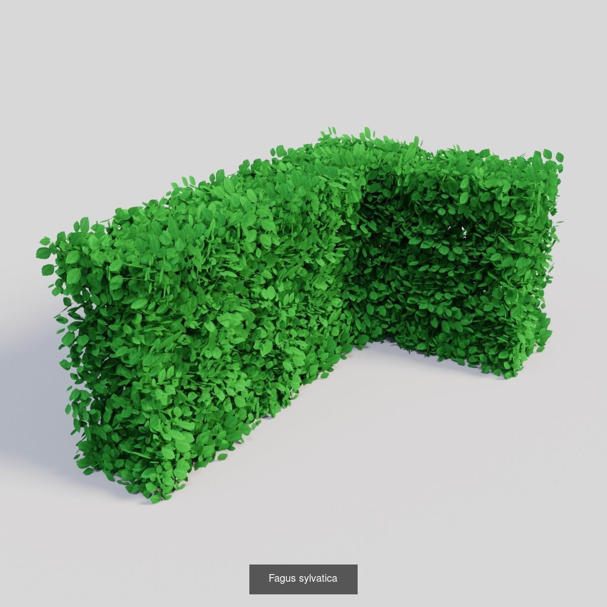 Fagus sylvatica hedges 3D Model Collection_1