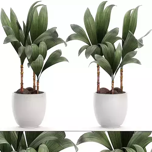 Cocos nucifera palm for the interior in white pot 679