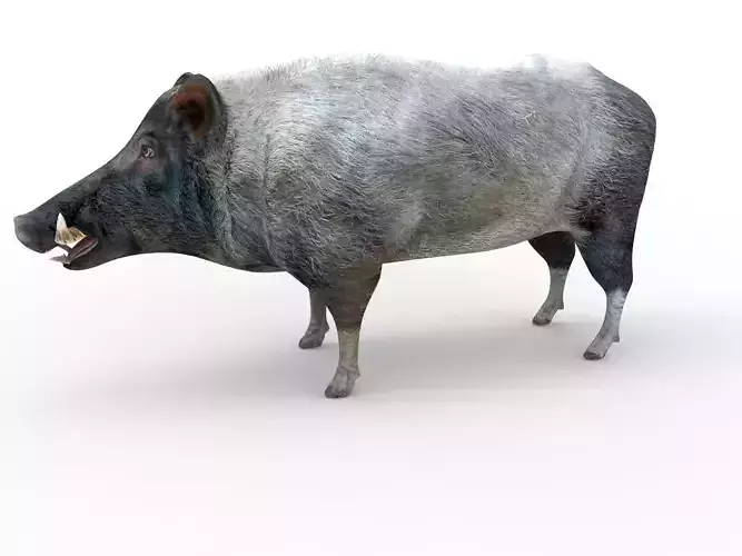  low poly model Boar 3d Rigged 