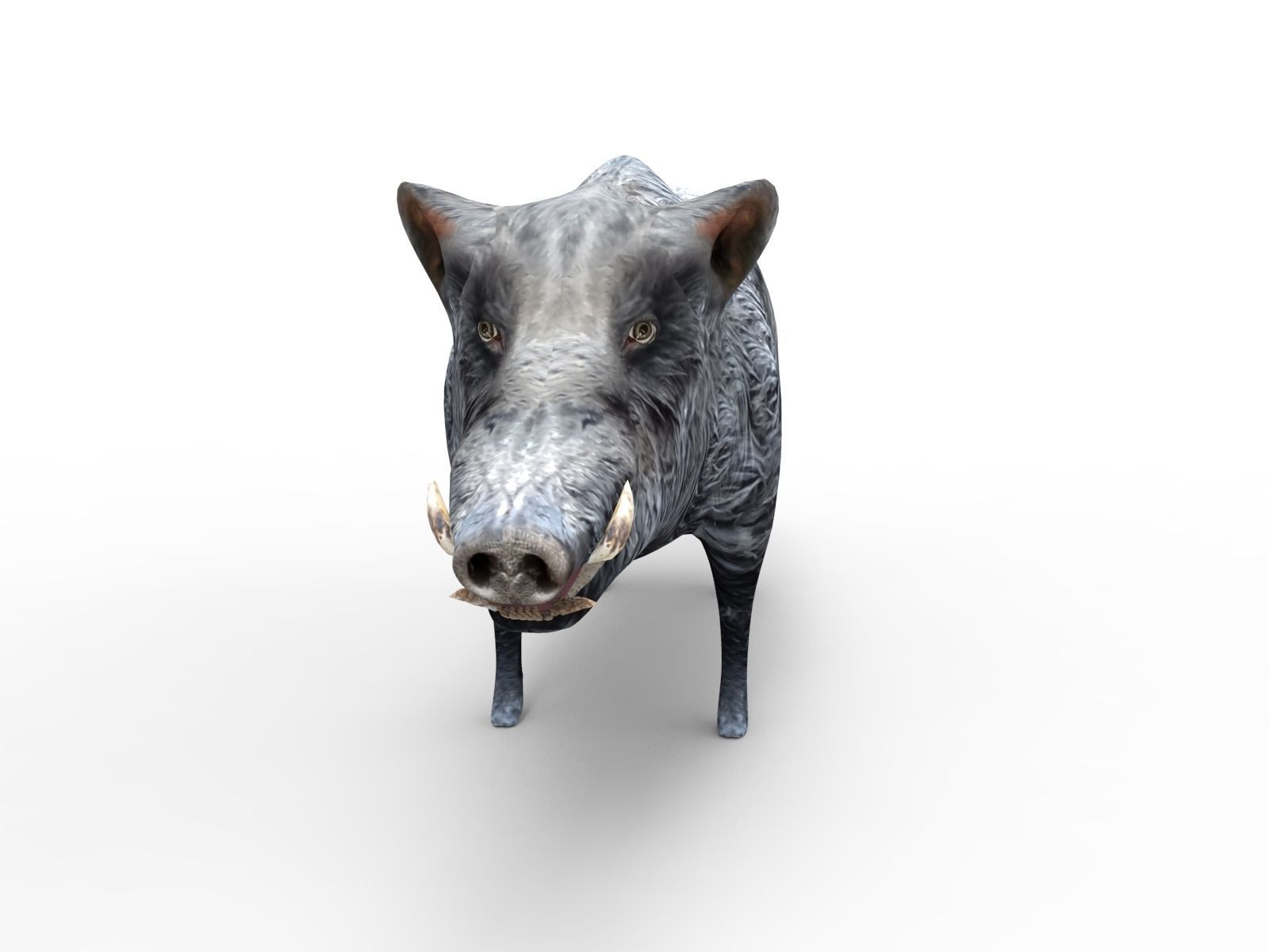 3D Wild Boar Rigged 3D Models Low-poly 3D model_2