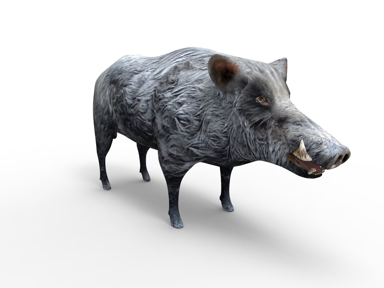 3D Wild Boar Rigged 3D Models Low-poly 3D model_3