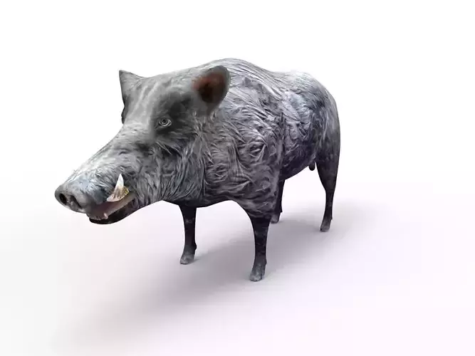 3D Wild Boar Rigged 3D Models