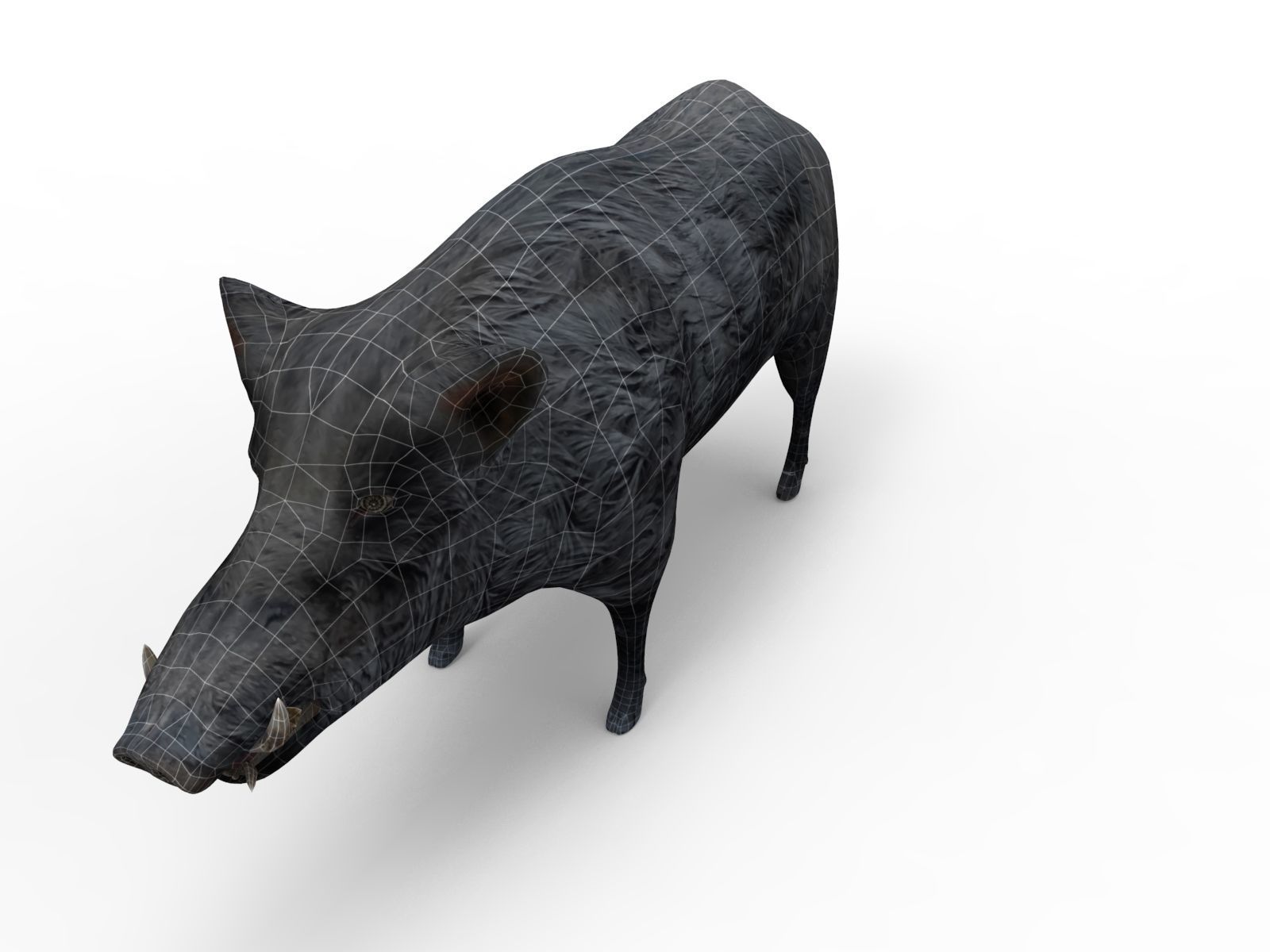 3D Wild Boar Rigged 3D Models Low-poly 3D model_12