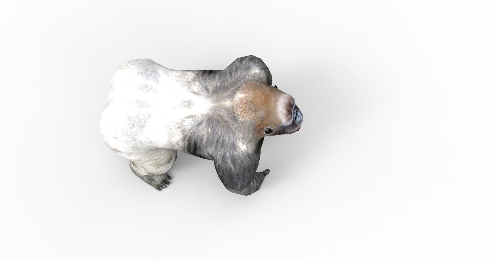  gorilla Rigged 3D Models game ready Low-poly 3D model_6