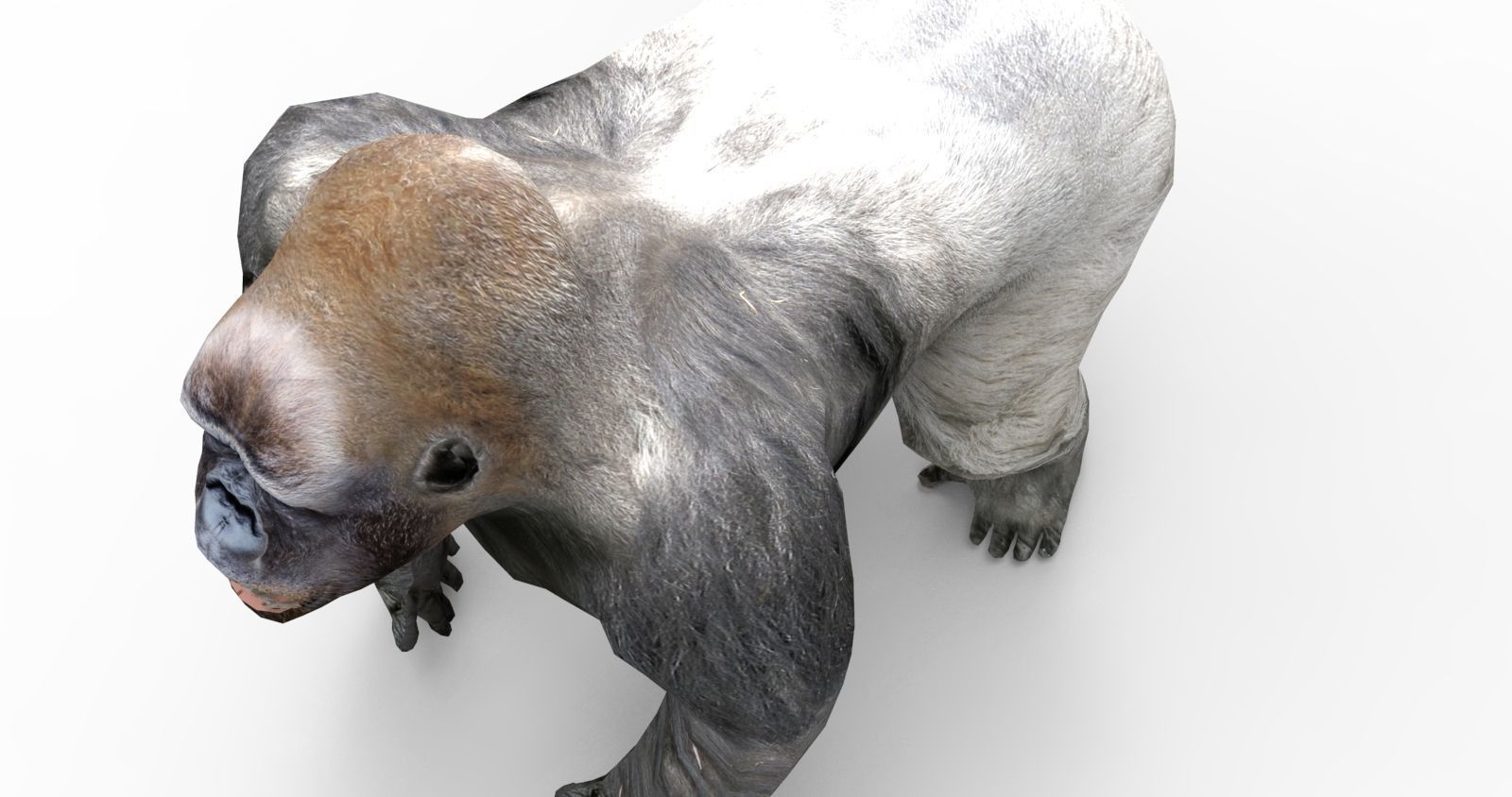  gorilla Rigged 3D Models game ready Low-poly 3D model_13