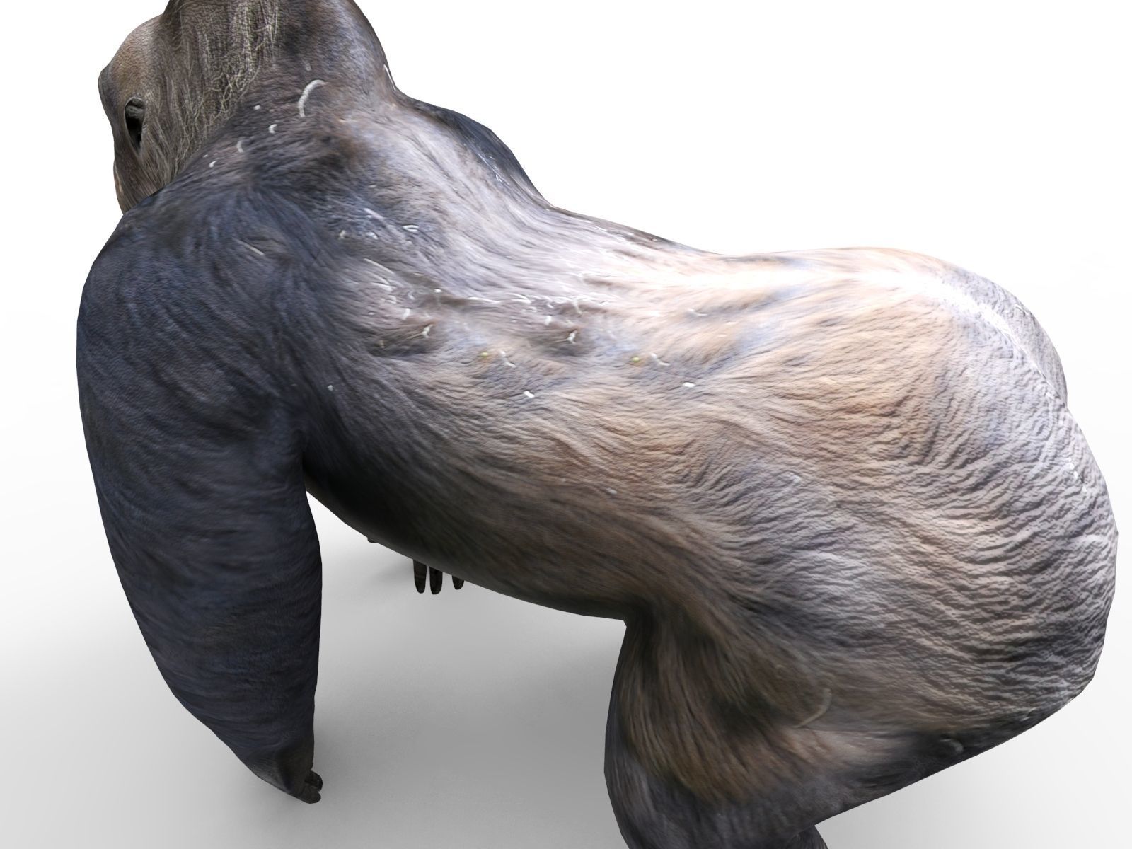 gorilla Rigged 3D Models game ready Low-poly 3D model_12