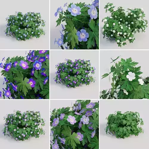 Geranium Collection parsley 