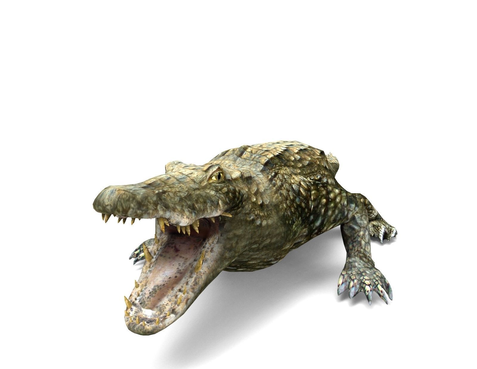 Crocodile Rigged 3D Models game ready Low-poly 3D model_14