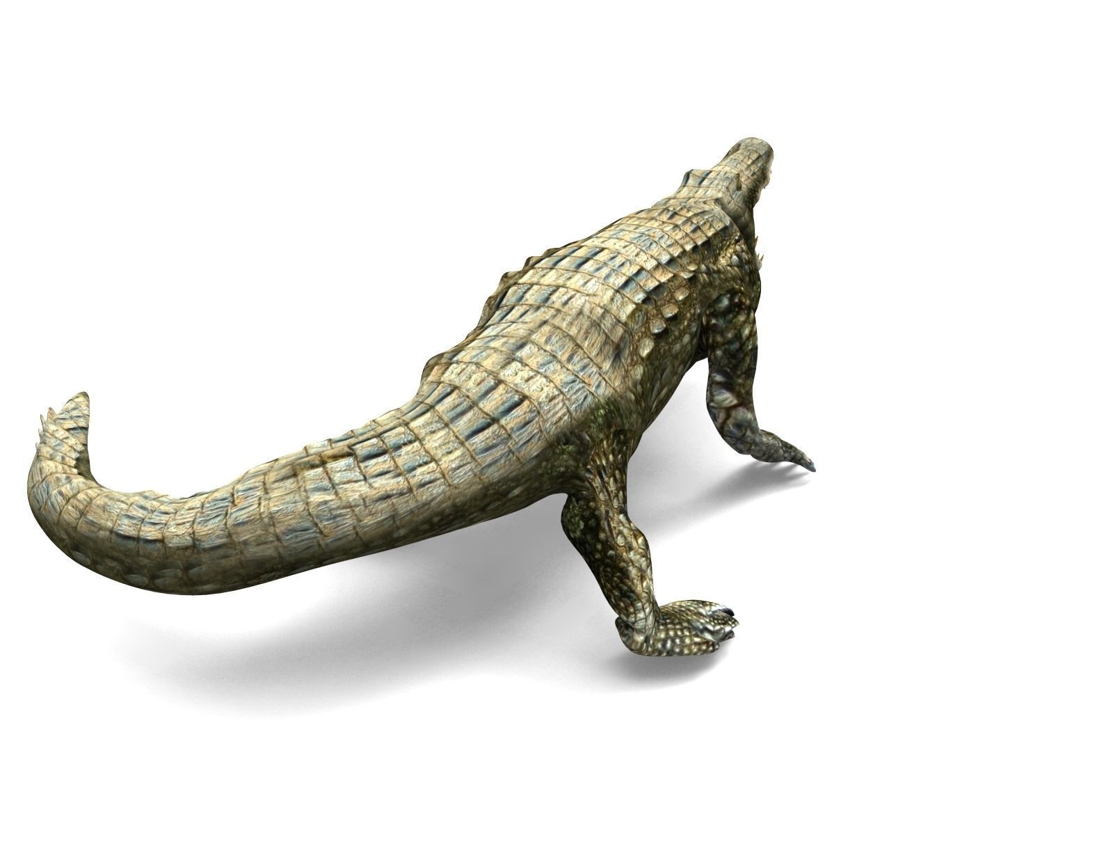 Crocodile Rigged 3D Models game ready Low-poly 3D model_8