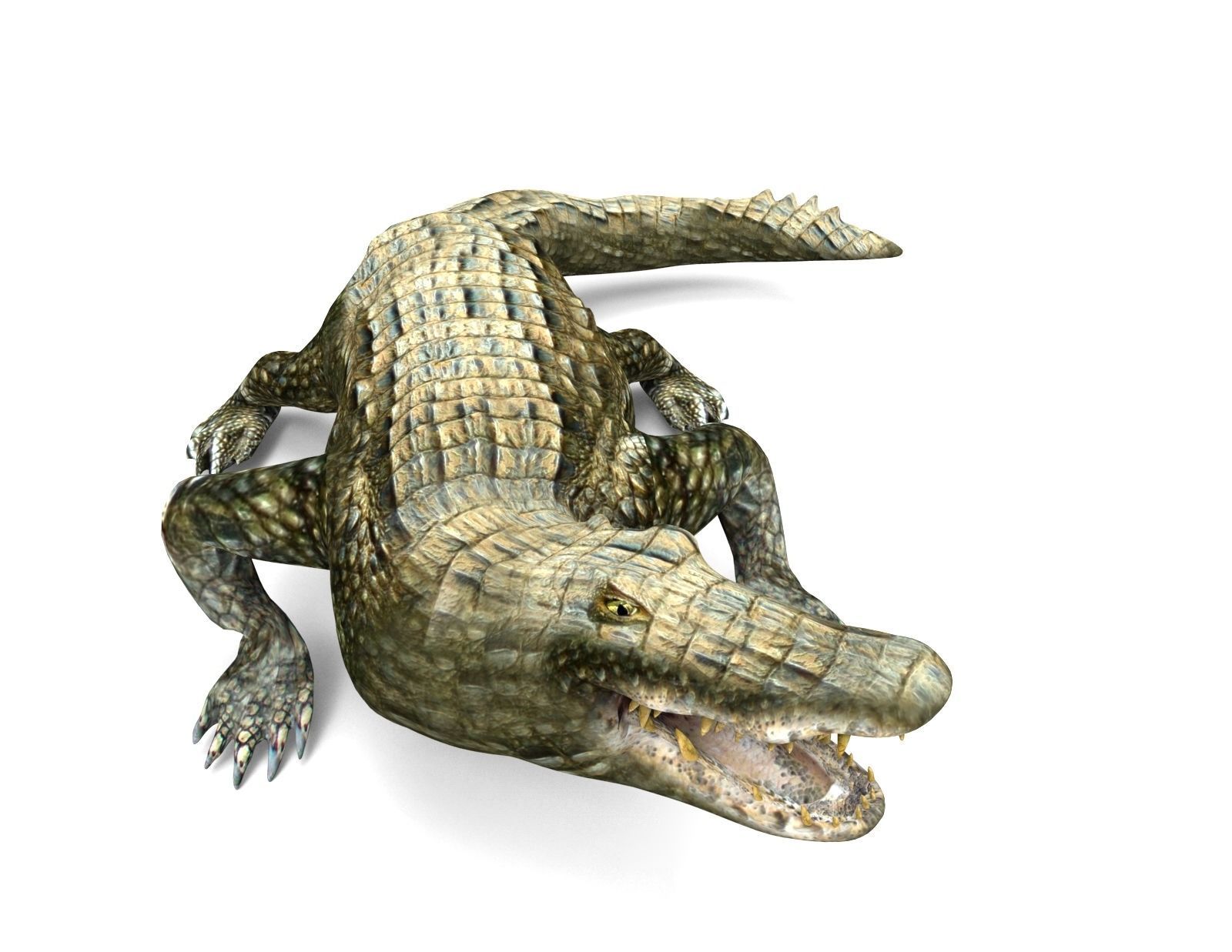 Crocodile Rigged 3D Models game ready Low-poly 3D model_4