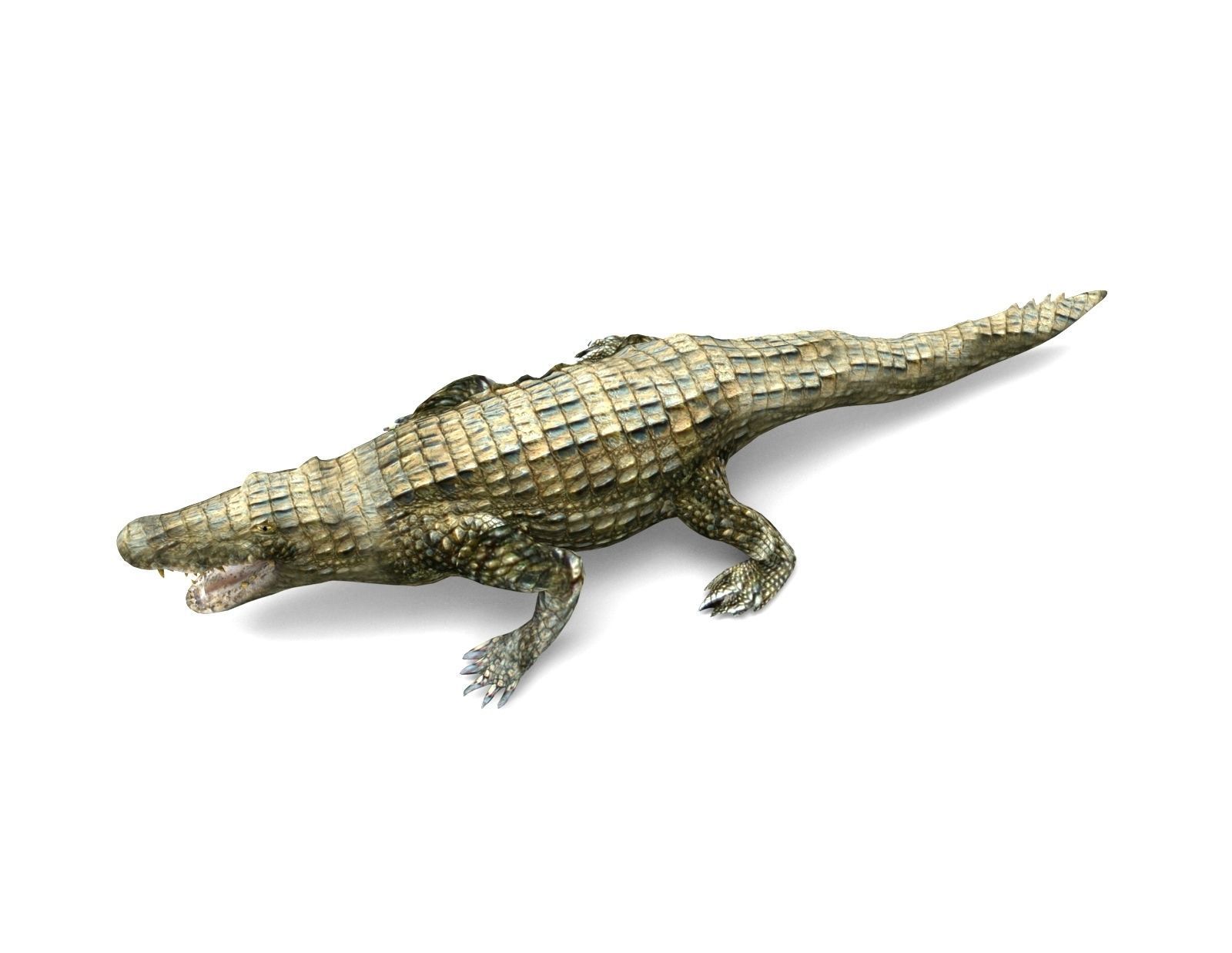 Crocodile Rigged 3D Models game ready Low-poly 3D model_13