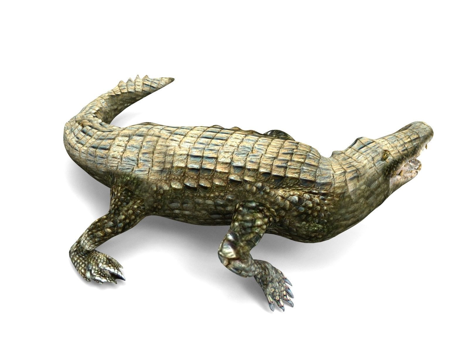 Crocodile Rigged 3D Models game ready Low-poly 3D model_5