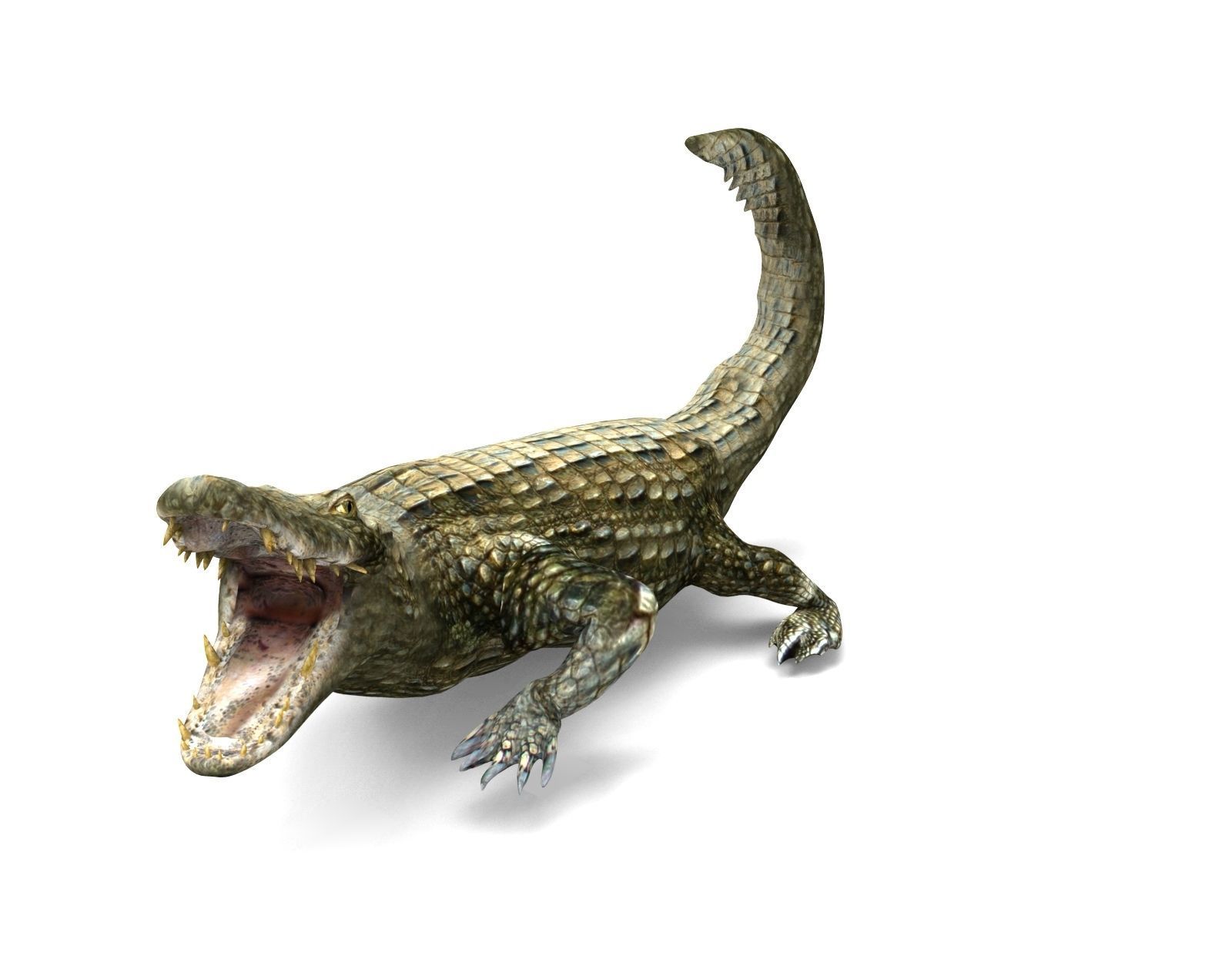 Crocodile Rigged 3D Models game ready Low-poly 3D model_3