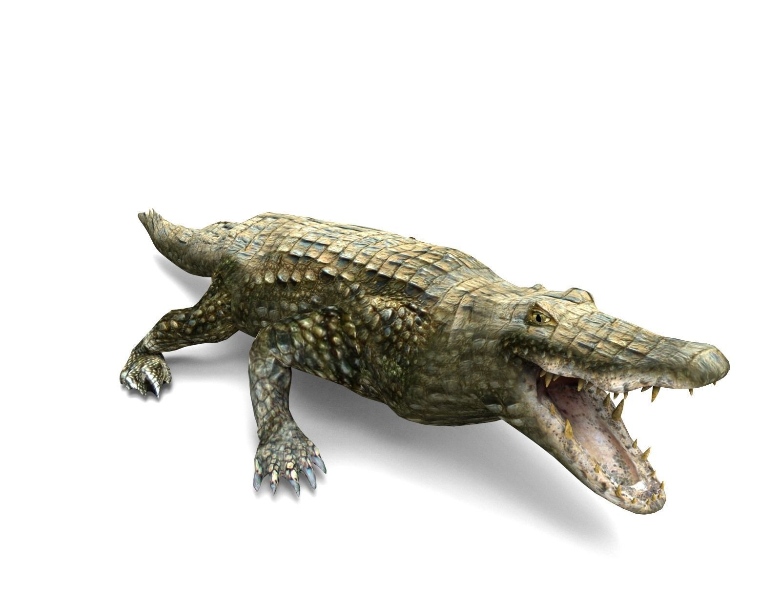 Crocodile Rigged 3D Models game ready Low-poly 3D model_15