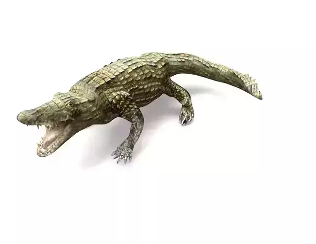 Crocodile Rigged 3D Models game ready
